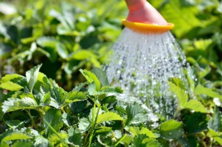 Garden resolutions for 2017
